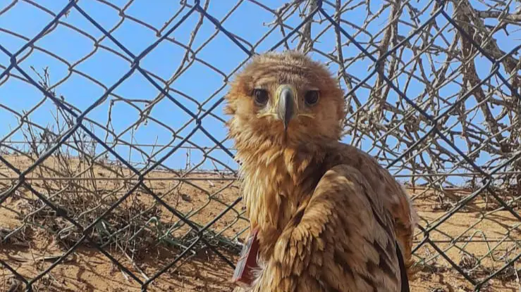 Raptor Rescue in Souss-Massa: A Lesson in Resilience