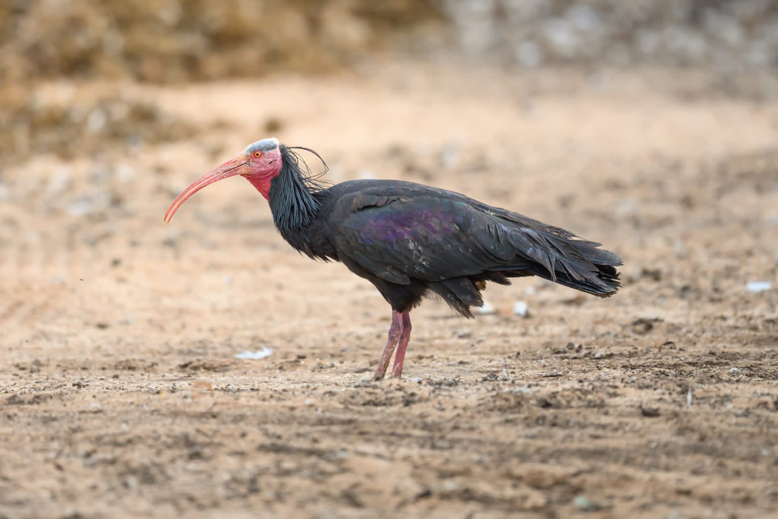 Where to See the Northern Bald Ibis in Morocco?