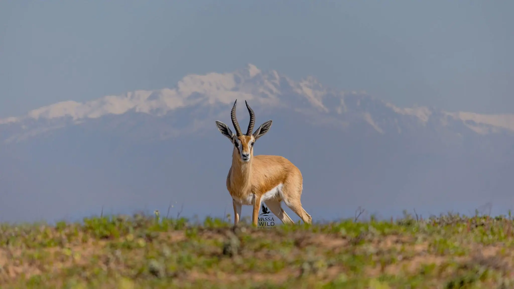 Cuvier's Gazelle