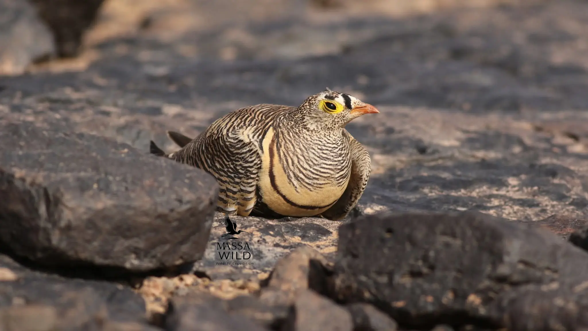 Lichtenstein's Sandgrouse