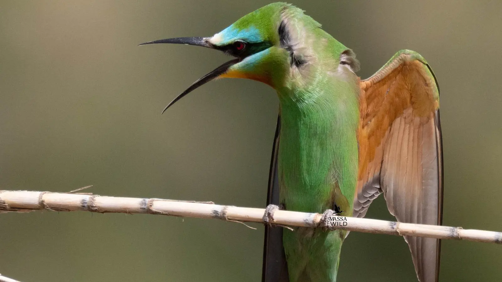Blue-cheeked Bee-eater