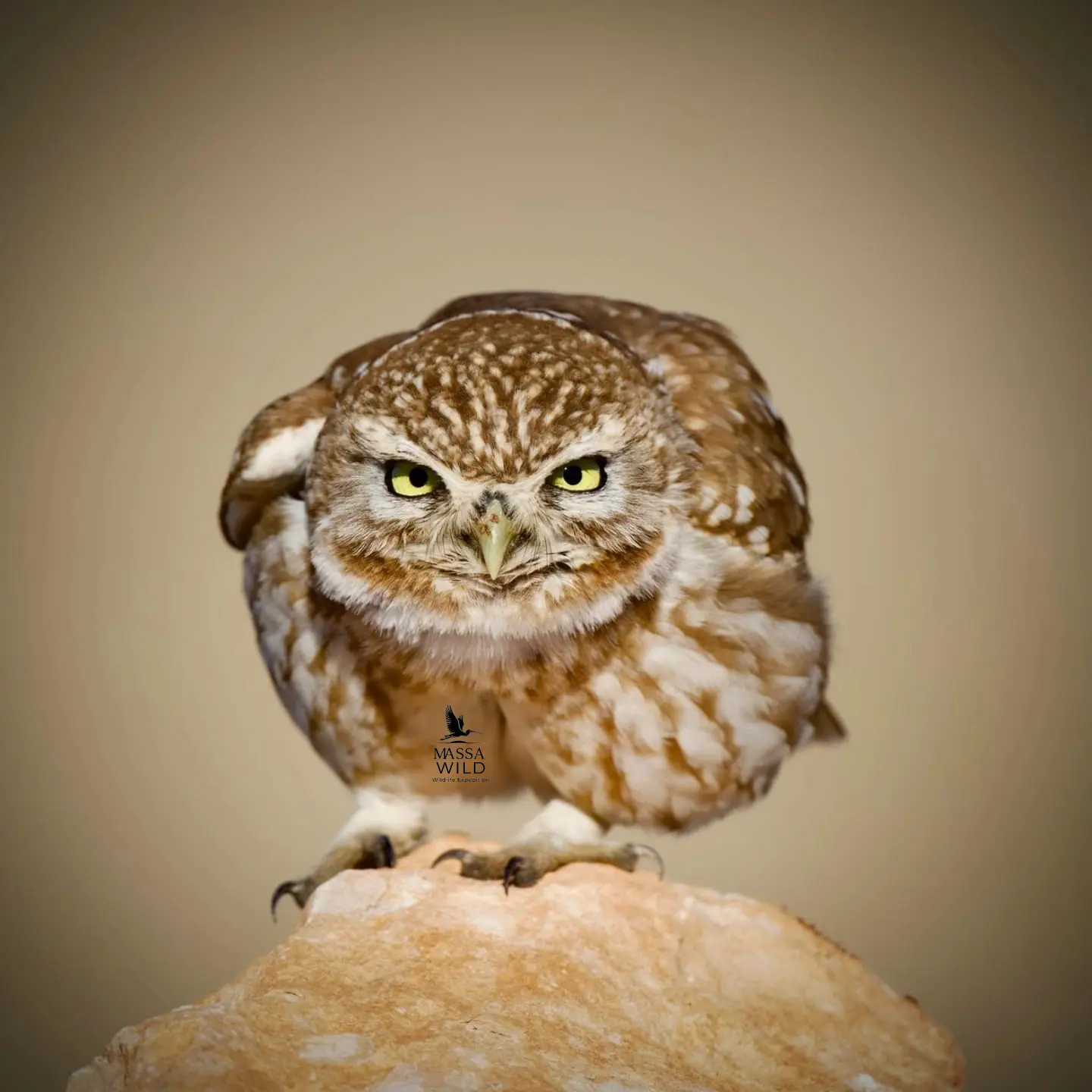 Little Owl