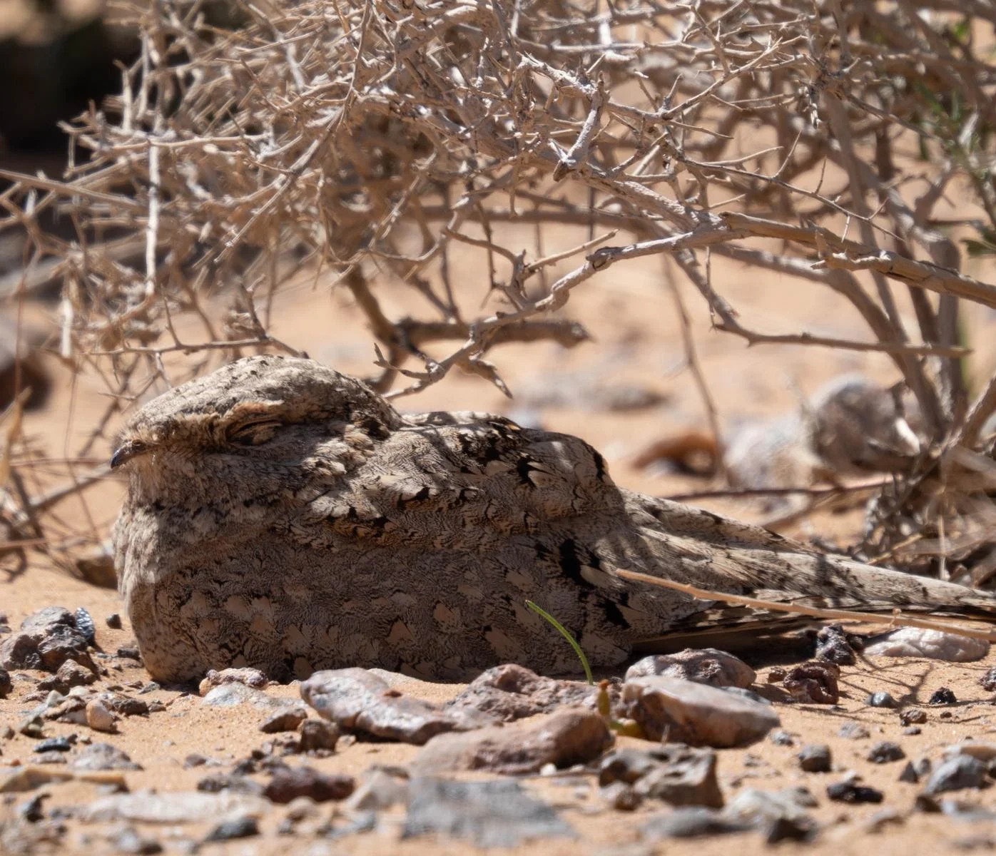 Egyptian Nightjar