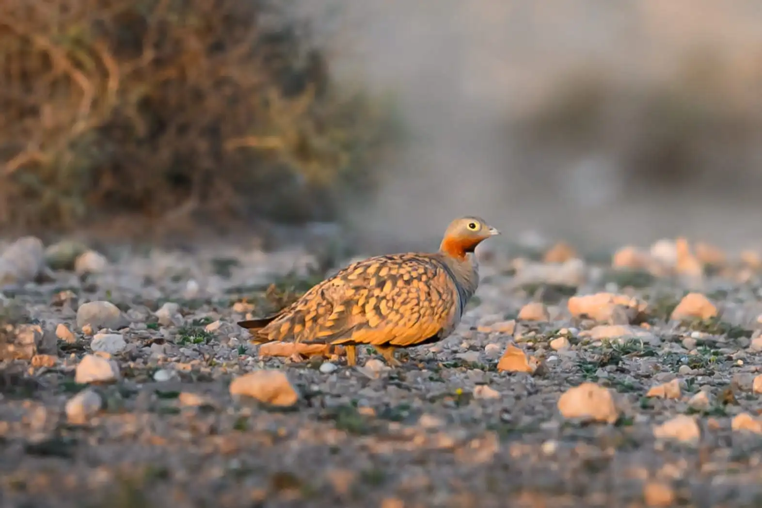 Desert Sandgrouse in the Moroccan Sahara