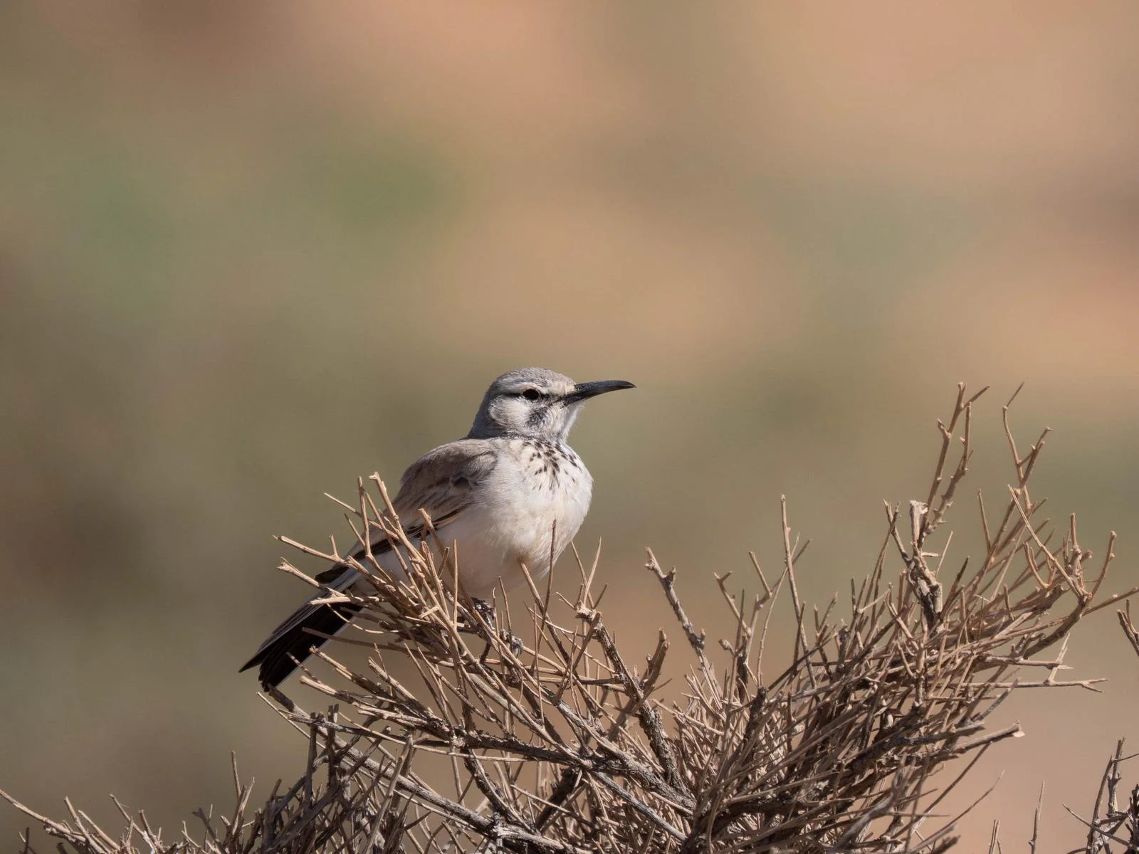 Greater Hoopoe-Lark (Alaemon alaudipes) in Souss-Massa | Massa Wild