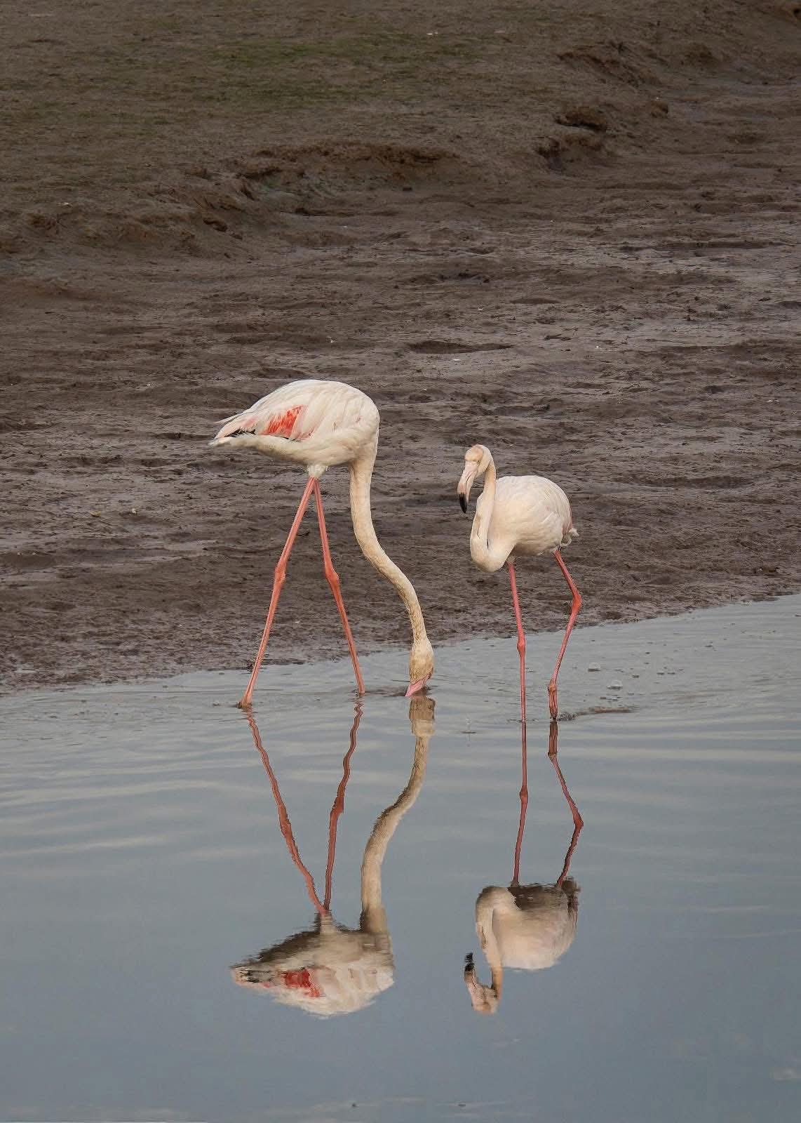 Greater Flamingos in Souss-Massa Wetlands