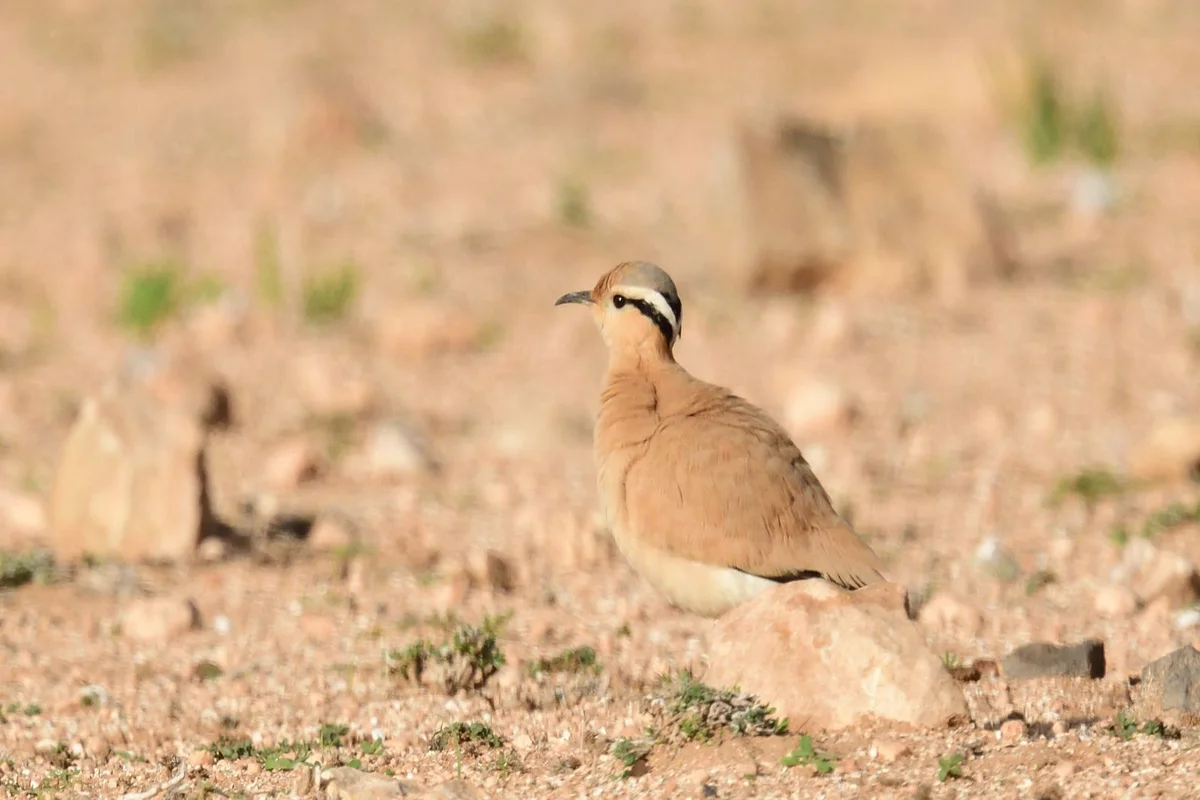Cream-colored Courser in the Moroccan Desert