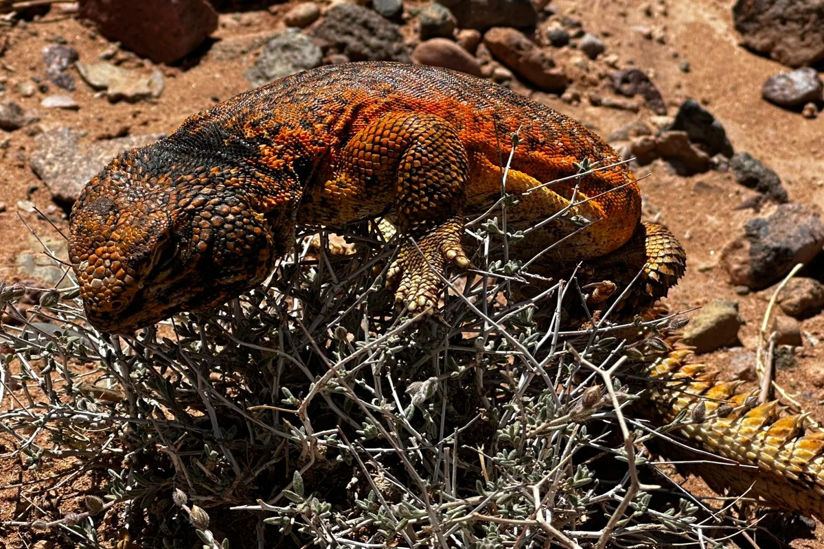 Uromastyx Lizard in the Moroccan Desert