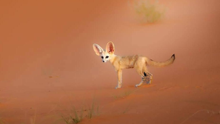 Fennec Fox (Vulpes zerda) in the Sahara | Massa Wild