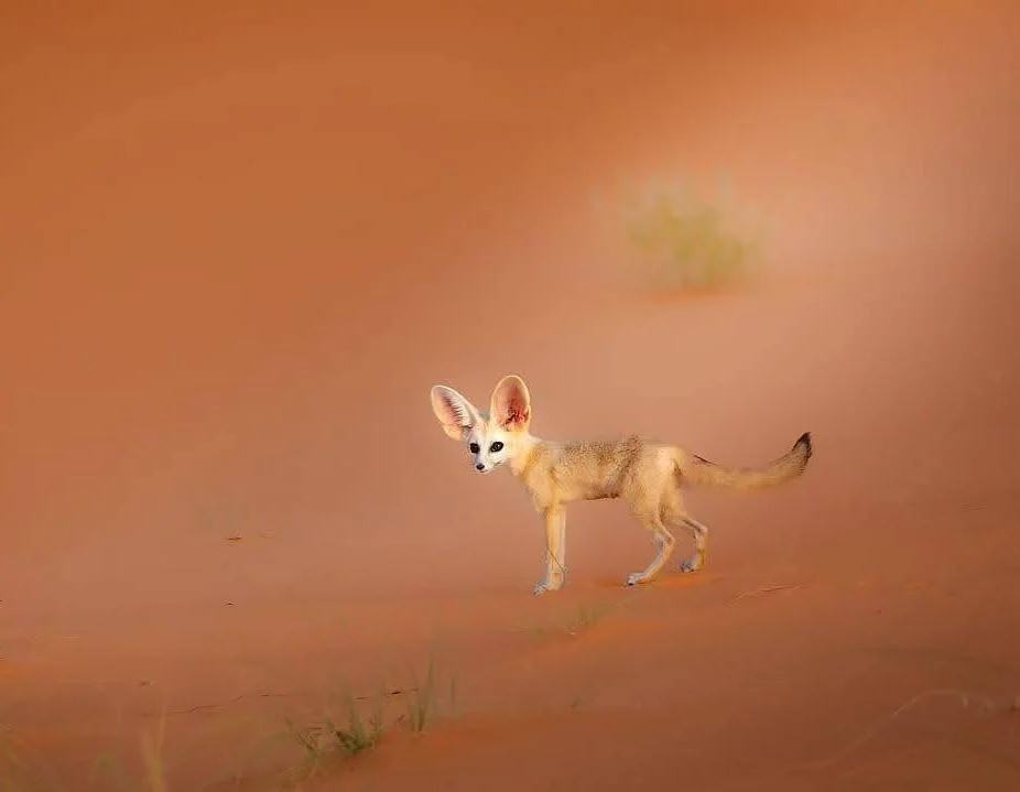 4-Day Sahara Wildlife Safari: Merzouga & Erg Chebbi